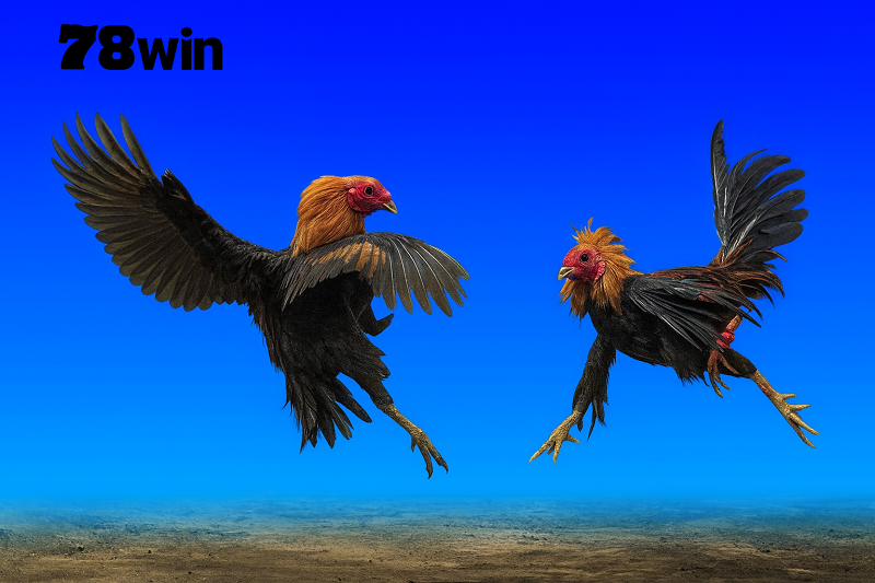 Cockfighting-78win